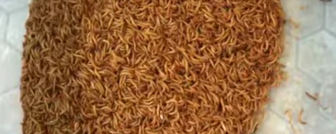 mealworms